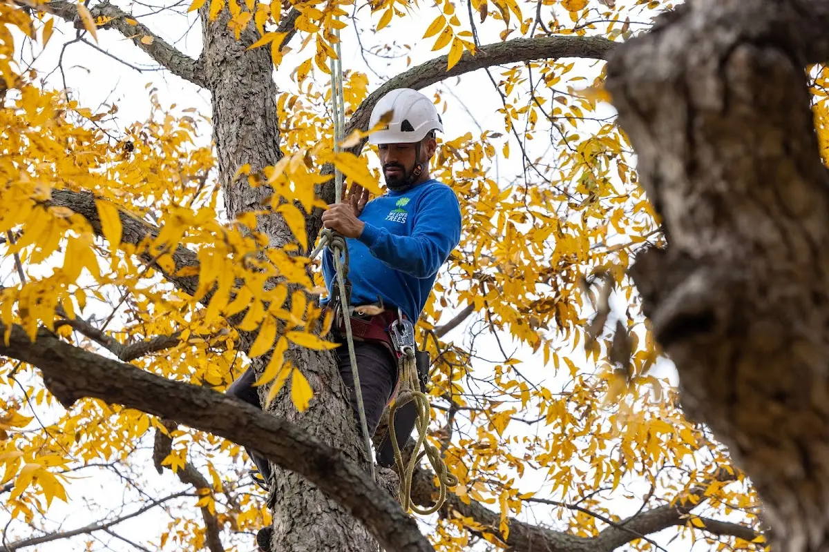 Skilled Emergency Tree Service crew working in Roxbury